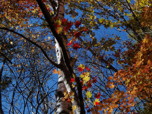 八千穂高原の紅葉 18 10 21 八千穂高原の紅葉が きれいだとｔｖで 宣伝があったので チェックに出かけた 行ってみると とてもよい紅葉をみることができた 八千穂高原自然園は 入場料が３００円で 園内に３っつのコースが設定されていて